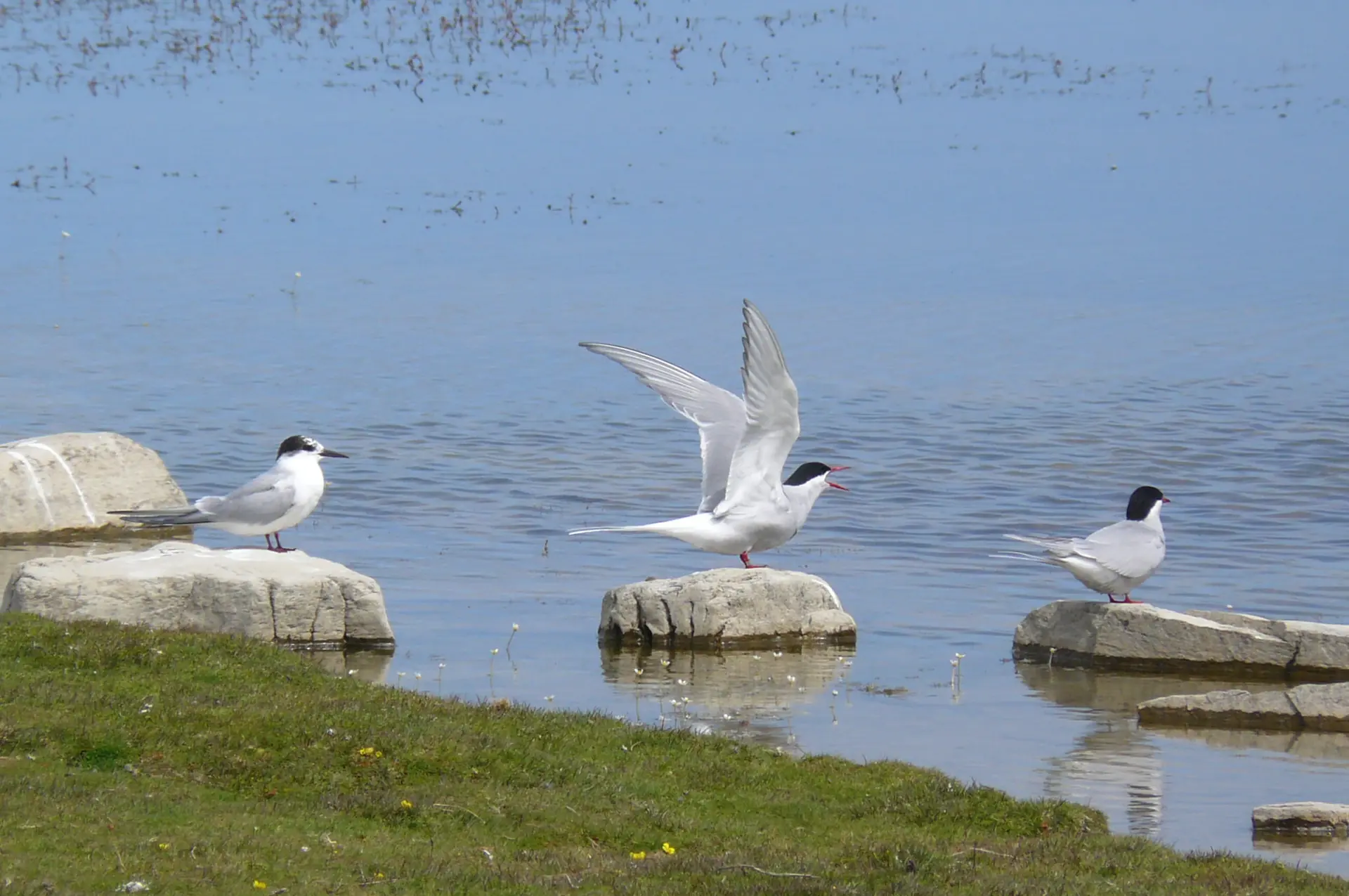 Arctic Tern